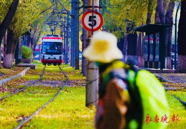 一趟开往秋天的电车！它，载满一城金色浪漫