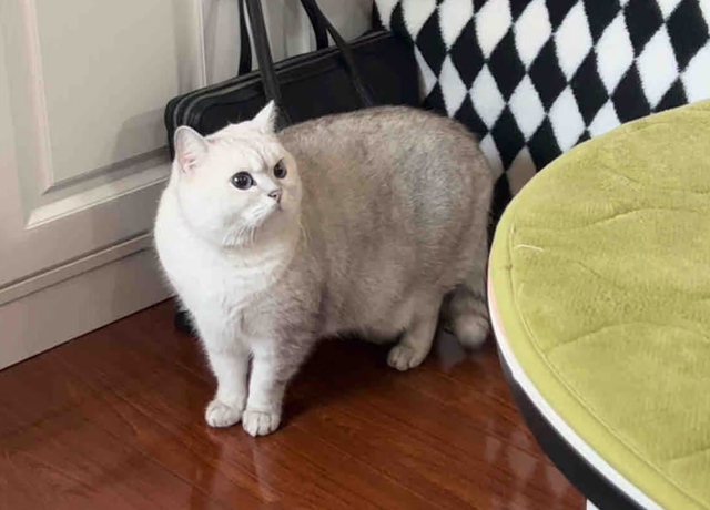 小姐姐每次加班后都在猫跟前骂老板，结果…猫第一次见老板就哈气