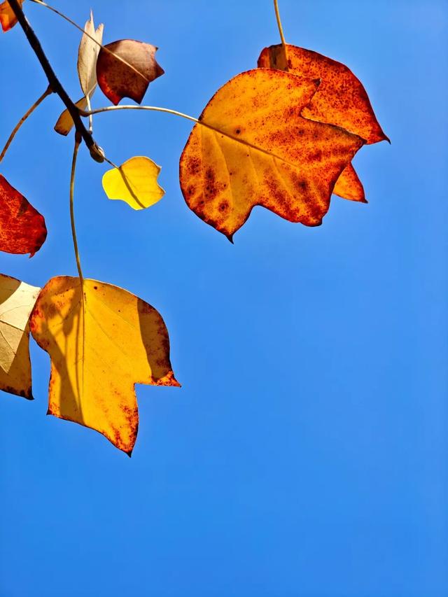 悦·遵义 | 美到犯规！播州这里藏着一个“油画世界”，随手一拍就是大片！