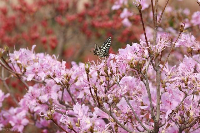 满山遍野的映山红