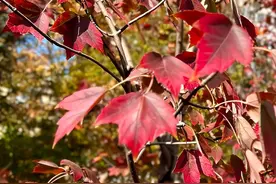 “枫”不清？红就行！它们“组团”点燃秋冬“多巴胺”~图片