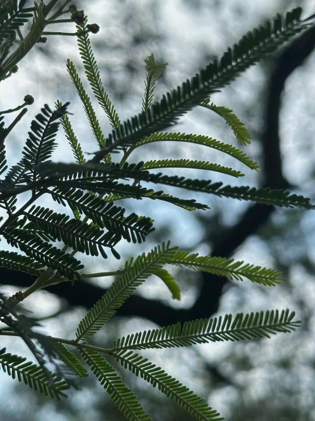 赶紧收藏！植物园内还藏着这样一个小众出片打卡地