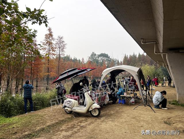 成都最美水杉红了，染红了湖面，不要门票，地铁公交直达！