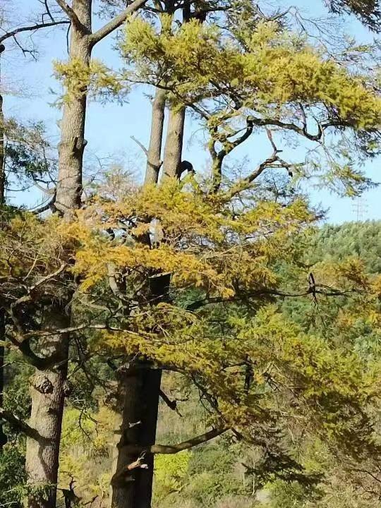 宁波深秋|茅镬看树