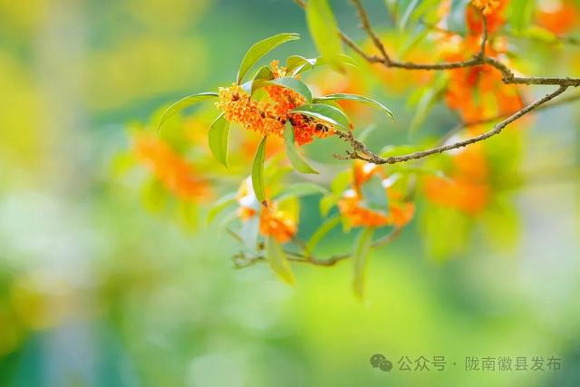 徽县：被桂花签收的秋天