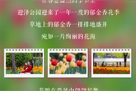 太原市迎泽区：郁金香花海，来迎泽打卡拍照图片