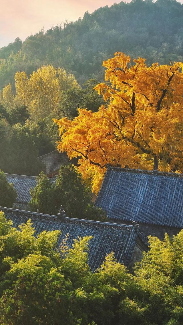 领取限定“杏”运！抓紧来看金色山东