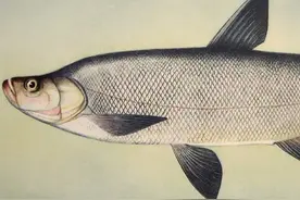 鱼类百科之翘嘴鱼图片