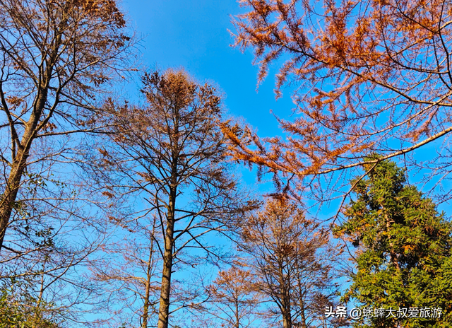 杭州自驾1小时，有个“秋日天花板”，满目金钱松，犹如童话世界