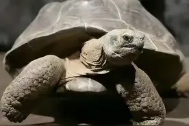 全球只剩两只了！还都是公的，“中国神兽”该如何进行有效繁殖图片