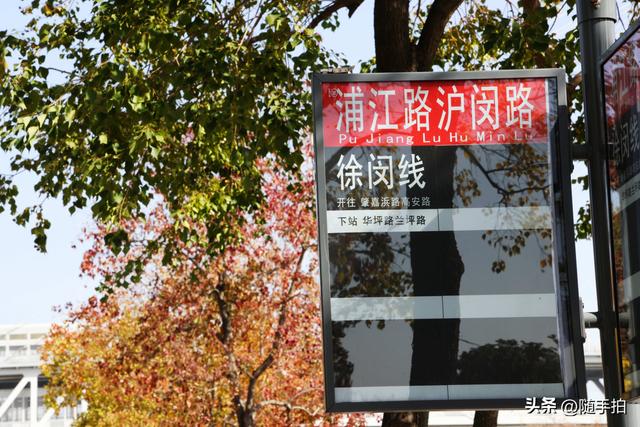 上海：闵行“小外滩”的乌桕“换妆”秋意浓错过成“遗憾”