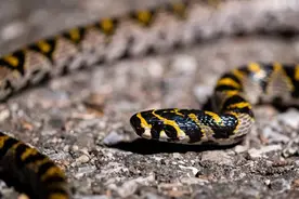 毒蛇究竟怕什么？央视证明蛇不怕雄黄，风油精驱蛇效果都比它强图片