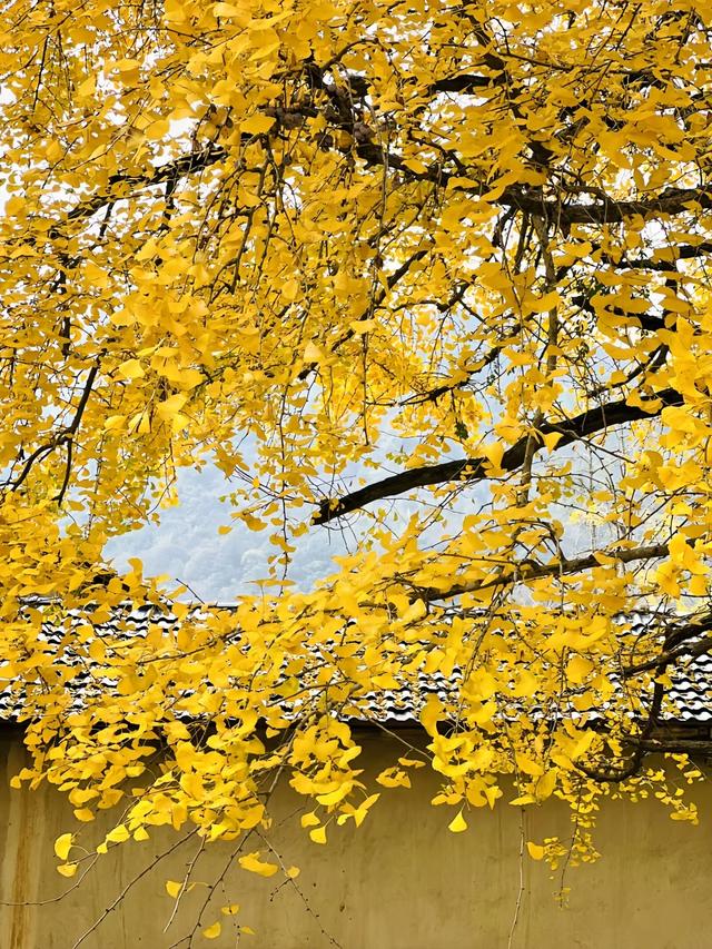 南雄坪田镇赏银杏，时间正好，银杏橙黄