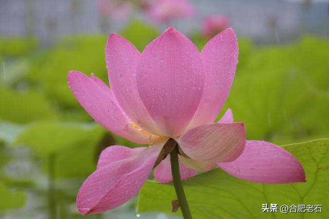 雨中荷花（上）