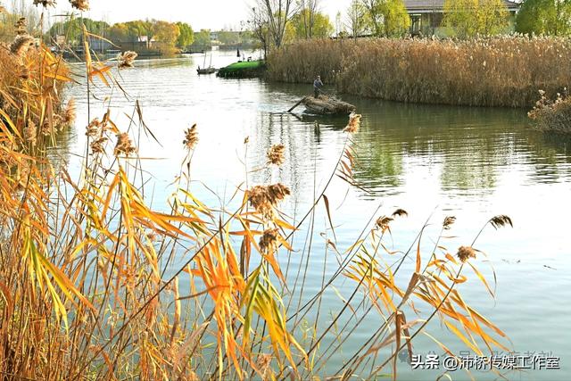 秋日白洋淀：千年水墨的自然魅力与人文故事