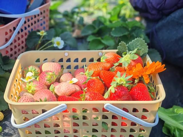 比西昌人少，比昆明更近！高铁直达20℃小众春城，赏花摘果泡温泉！3元草莓吃到撑~