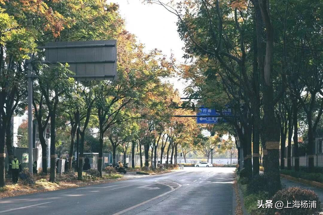 杨浦“赏秋地图”来啦！拿好→出发！