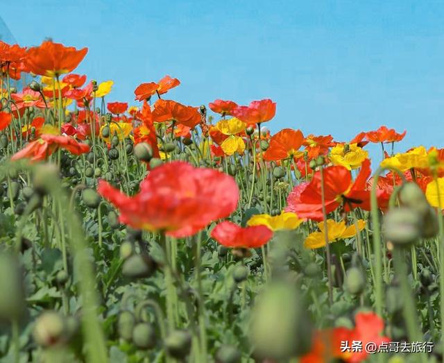 成都最美的虞美人花开了，美丽又壮观，给人震撼的视觉冲击力！
