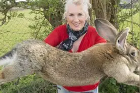 澳大利亚野兔成灾，体重百斤却无人食用，当地人给出答案：不敢吃图片