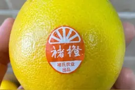 大名鼎鼎的褚橙、实建褚橙、高原王子橙到底有什么关系？图片
