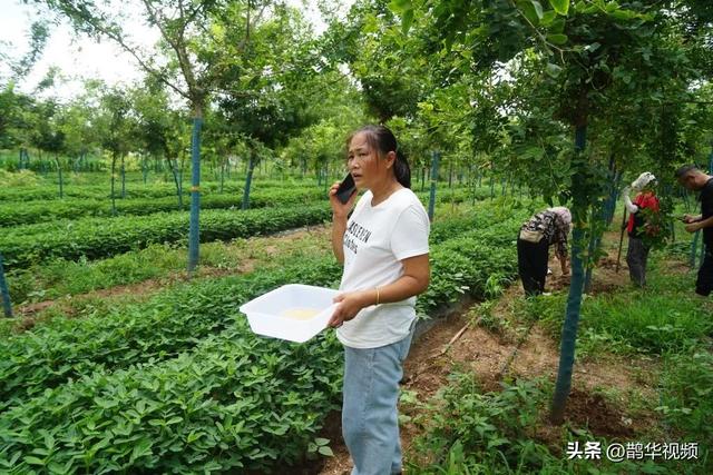 一天收入7万多元！青岛一对70后夫妇包了110亩地，树上生钱地下生金……“好日子总算来了！”