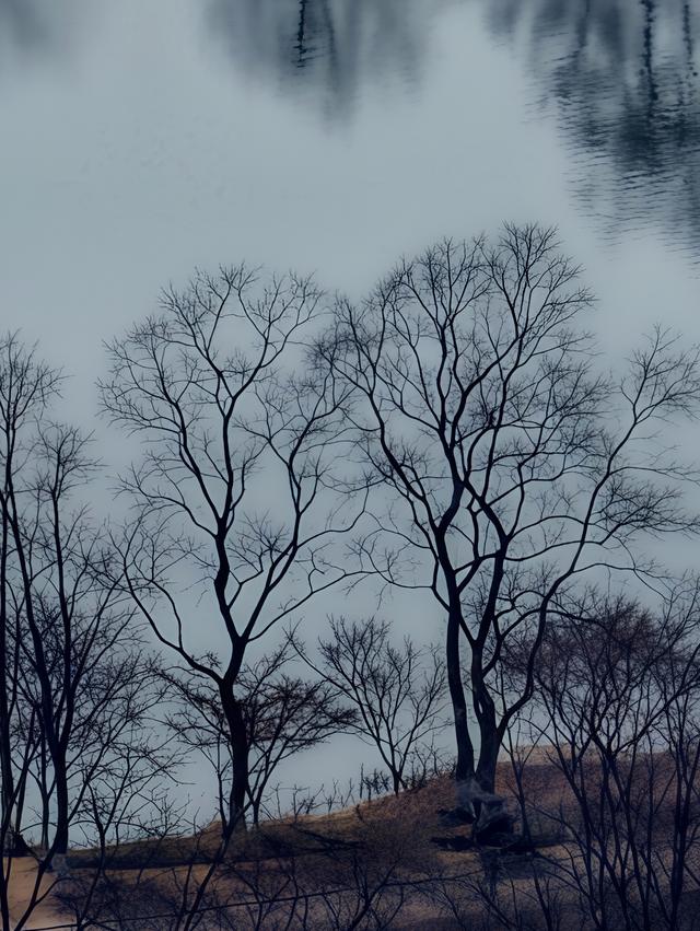 冬日枯树之美