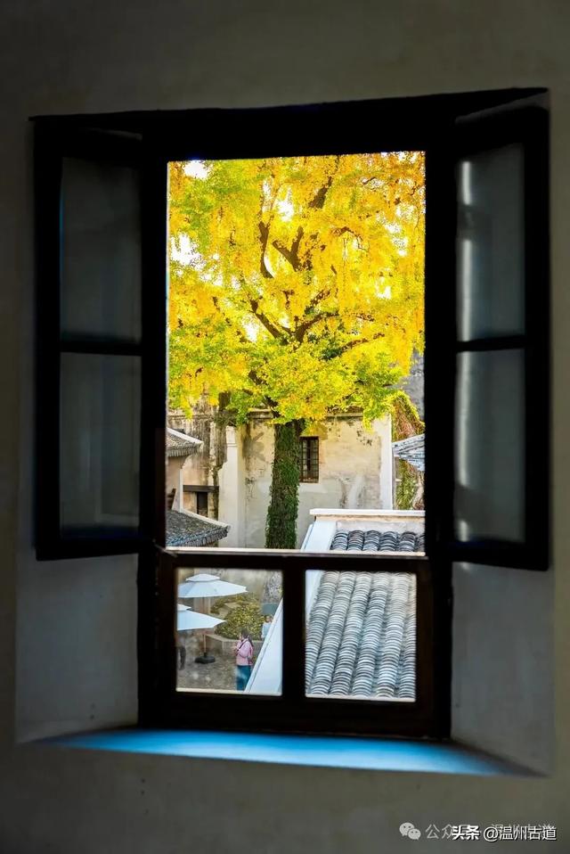 温州这棵深藏在百年民居的古银杏已经黄啦！夜晚比白天还要更迷人