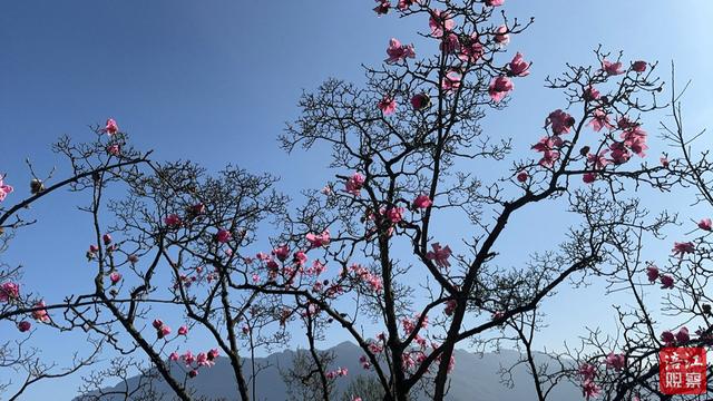 古树繁花漫山岗！绵阳辛夷花观赏攻略，快收藏→