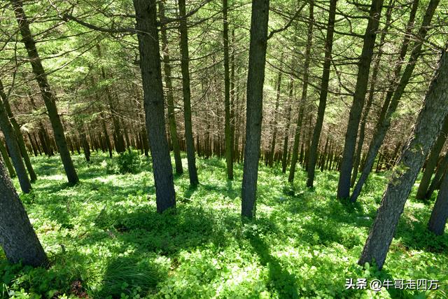河北麻田岭（上）：绿野铺毡接云影、风轮伴路探山魂