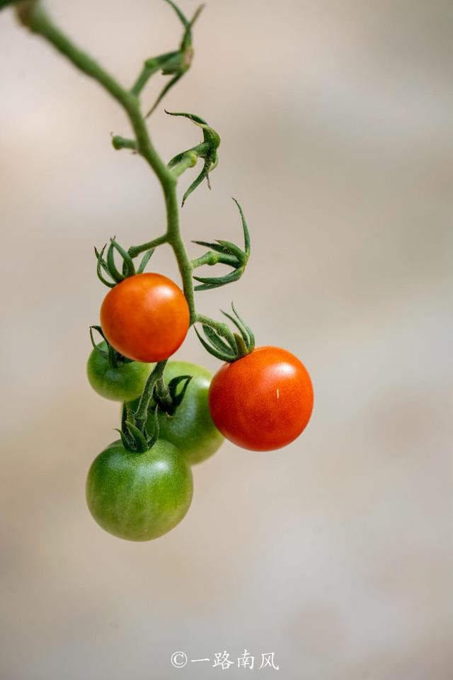 广东英德宝藏玩法：网红村/宋风古镇/仙境茶园/童话寨子全搞定