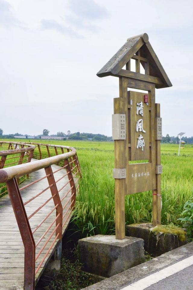 稻浪、长廊、观景台……新津宝藏乡村，“丰”景入画