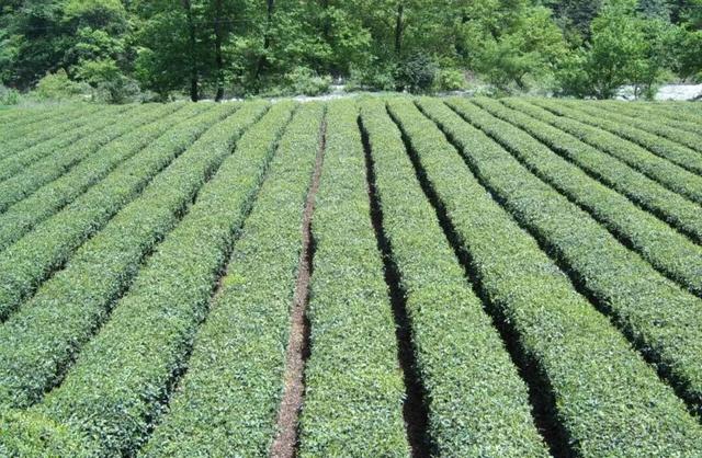 "咔嚓！"→文县