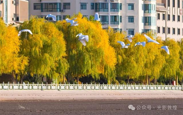 金秋时节:敦煌党河风情线上白鹭翩跹