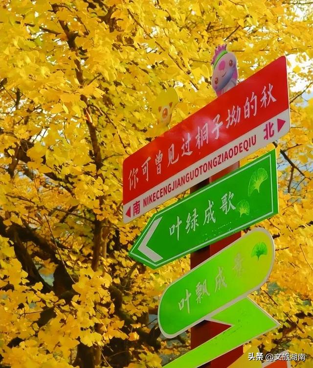 好想把自己扔进湖南这片秋景里