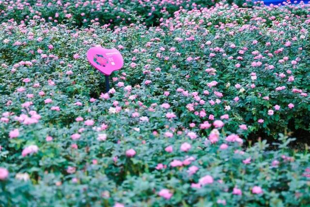 最近，不少深圳人都在捡！发图狂晒战绩，“有一种寻宝的感觉”