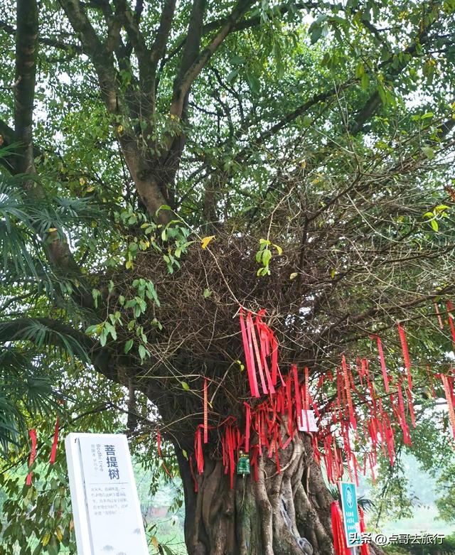 又一惊喜！成都超低调古场镇，是318国道第一站，好吃的巨多！