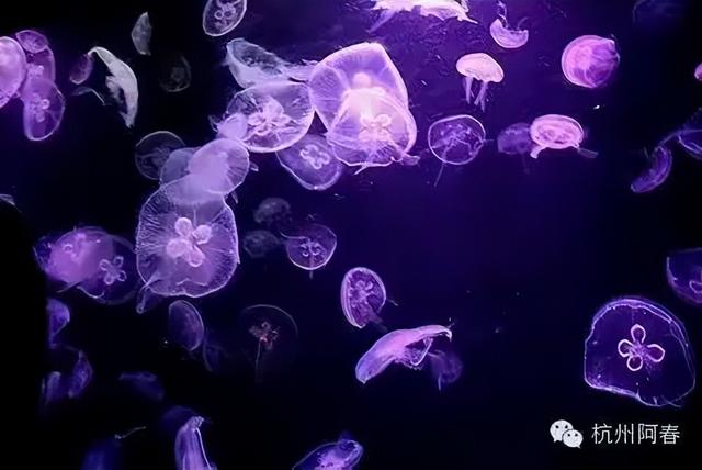香港海洋公园