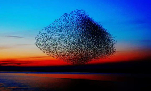 黄河入海 大美垦利 | 东营垦利观鸟贴心攻略