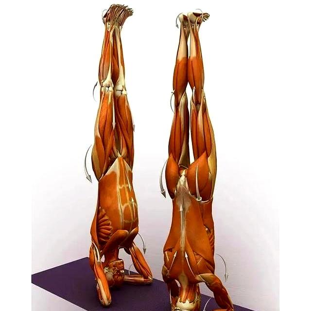 如果这12个瑜伽动作你能做到6个！说明你身体是真的很好！