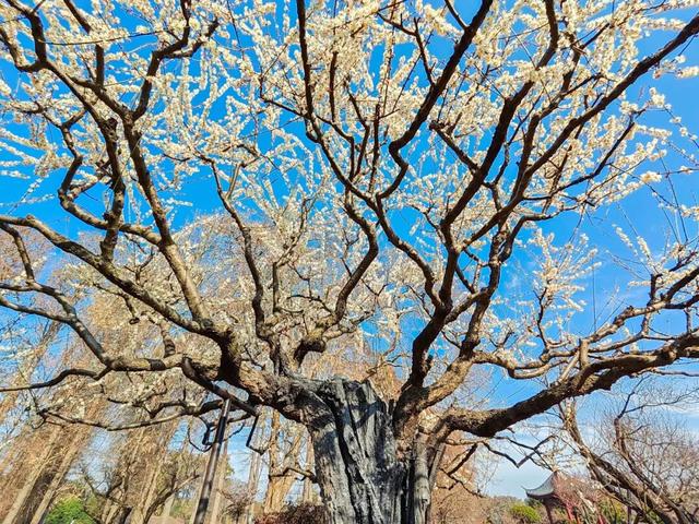 粉色花海开爆！武汉每个区都有，116处全部免费