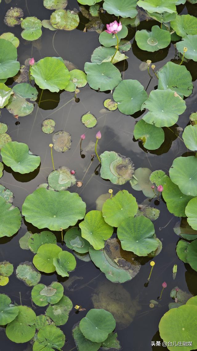 台儿庄两岸公园荷池记：秋光里的水乡诗意