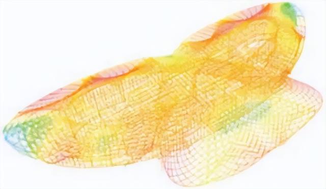 建筑结构丨台州机场 "飘带" 屋盖：网壳设计关键技术解析