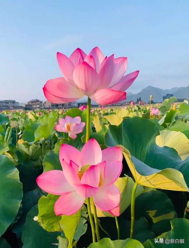 白银的夏天 原来可以这么带感