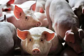 惨烈大洗牌！猪企2024年生猪出栏目标还在提升，纷纷加码生猪养殖图片