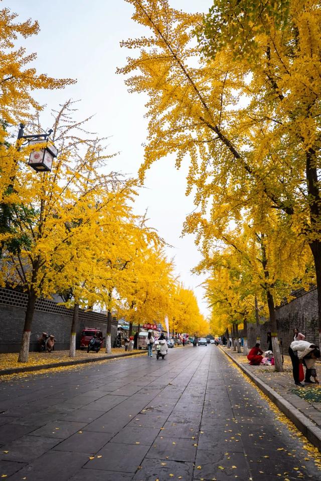 曲阜半壁街的银杏，把千年时光染成了金色
