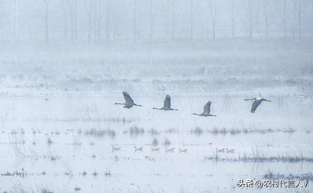 “白天霜降，大雪堵门；晚上霜降，单衣过冬”，今年霜降在哪儿？