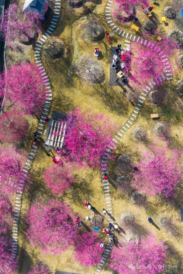 冬游看花，崇州寻梅攻略来啦！