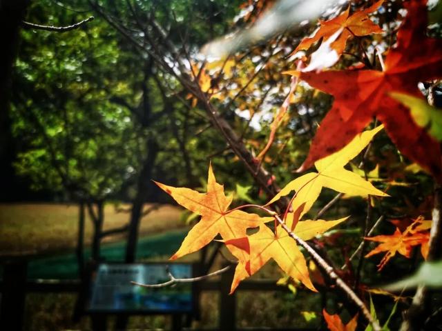 碧水吻醒秋色，落叶撞进九寨沟的调色盘