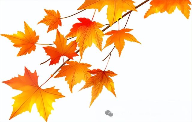 【爽游白云】曹关湿地公园的限定秋色