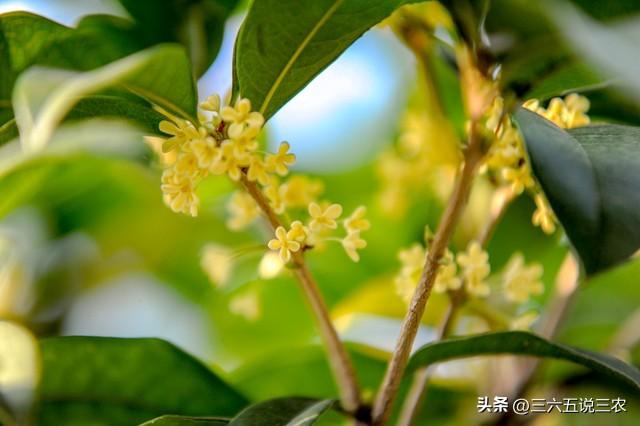 “冷不冷，就看八月初一”	，22号八月初一，今年是极寒冷冬吗？